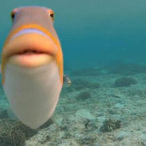 Fish Approching Camera