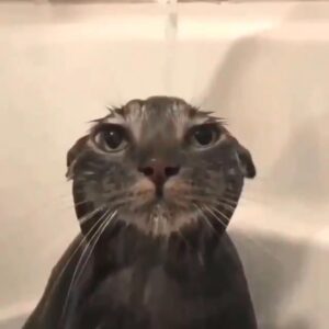 Wet Cat