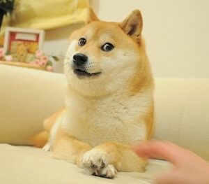 Doge